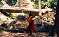 cambodia - monk in the jungle