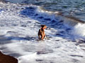 Welsh terrier in the ocean